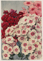 KT 2006 004
          <br/>
          Bloeiende floxen
          <br/>
          <em>Boon, Jan (1882 - 1975)</em>
